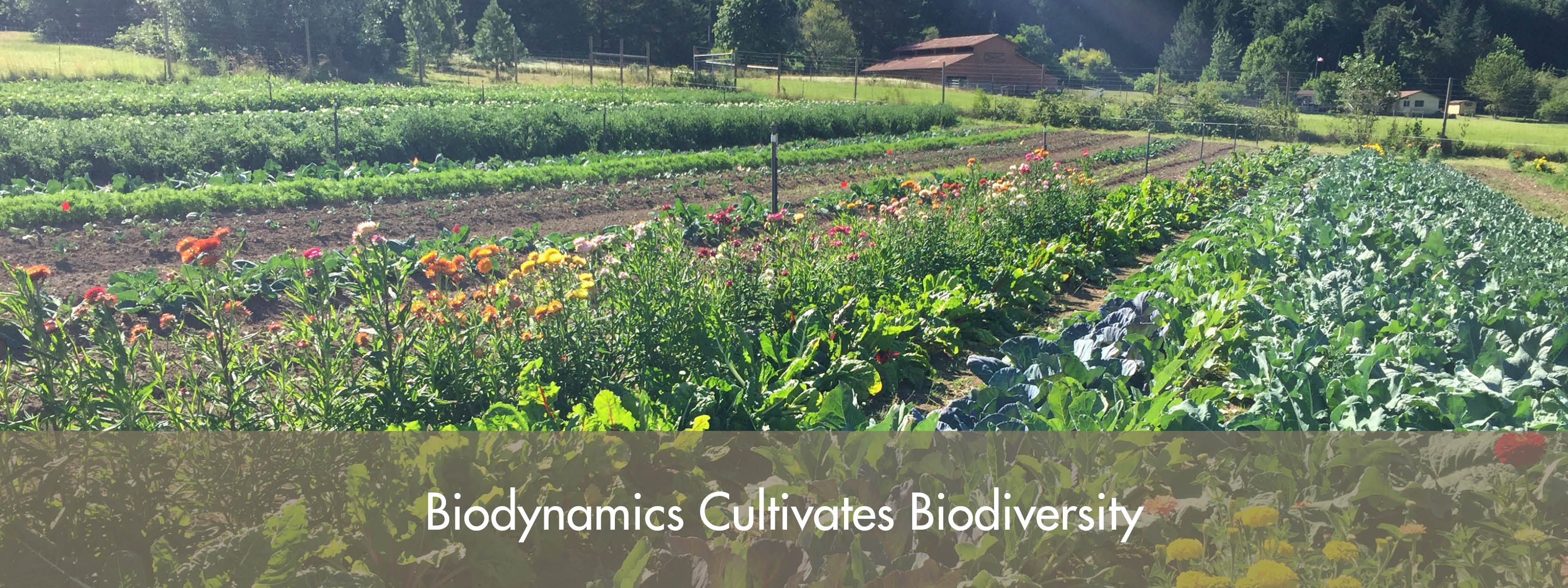 What Is Biodynamics? | Biodynamic Association